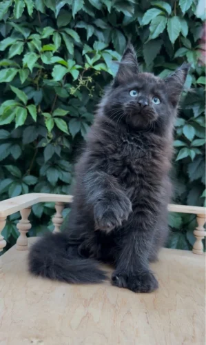 Maine Coon kittens near me