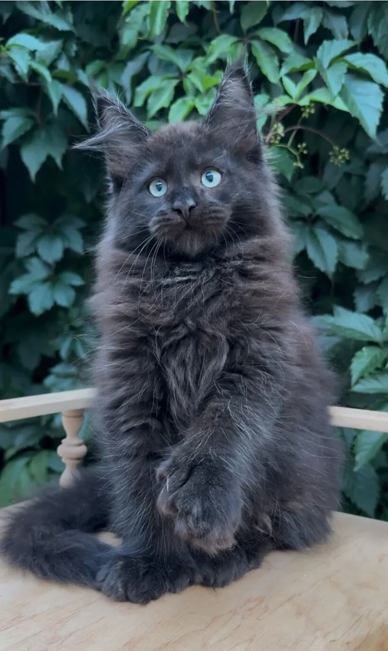 Maine Coon kittens near me