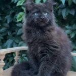 Maine Coon kittens near me