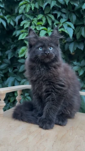 Maine Coon kittens near me